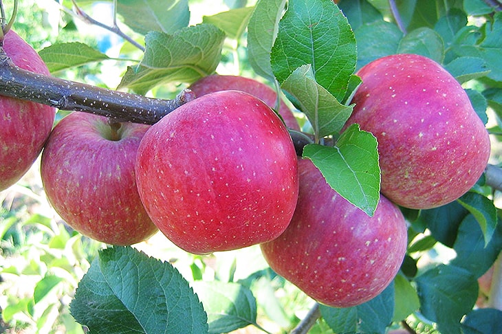 Яблоки России Фото