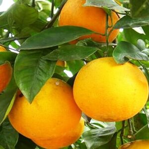 апельсин-верна-оптом-доставка-по-россии-min