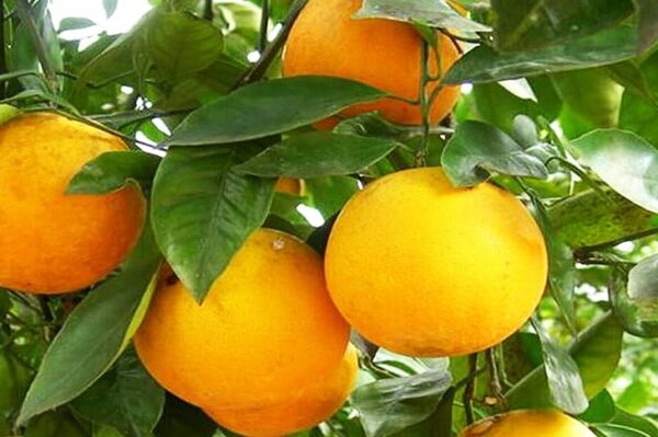 апельсин-верна-оптом-доставка-по-россии-min