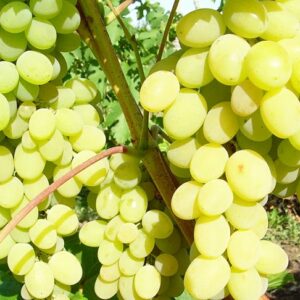 виноград-августин-оптом-доставка-по-россии-min
