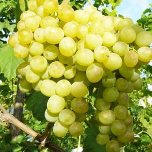 виноград-восторг-оптом-доставка-по-россии-min
