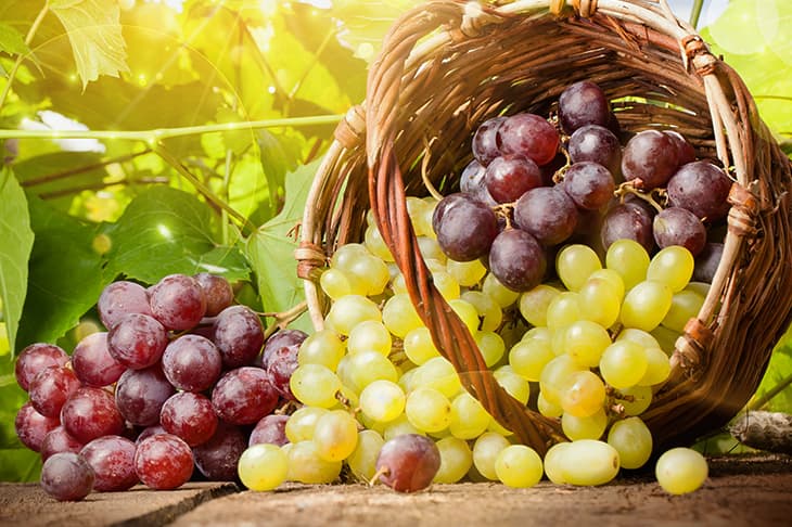 виноград-оптом-доставка-по-россии
