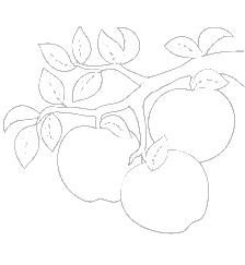 яблоки-оптом-от-производителя
