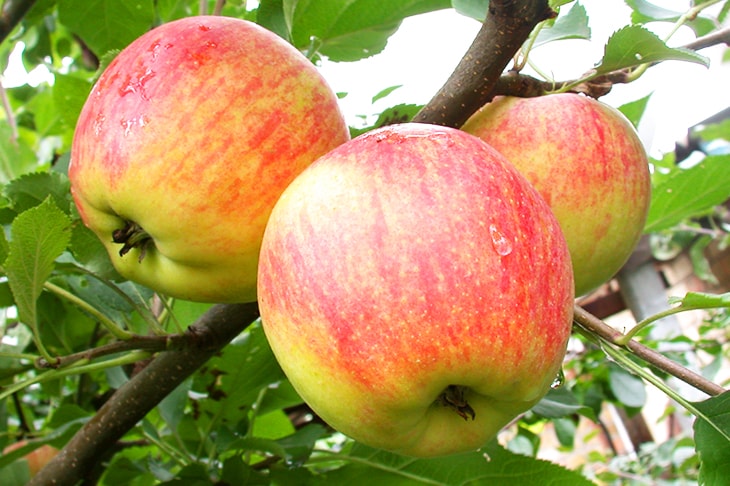 Купить Яблоки  - РостАгроЭкспорт - фрукты оптом