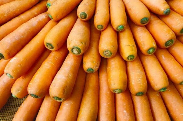 морковь-абако-оптом-от-производителя