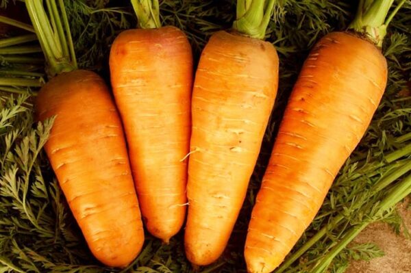 морковь-болтекс-оптом-от-производителя