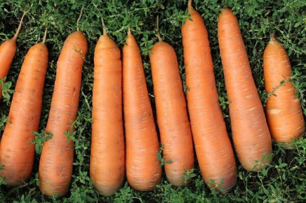 морковь-канада-оптом-от-производителя