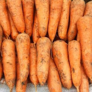 морковь-кордоба-оптом-от-производителя