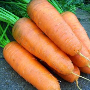 морковь-шантане-оптом-от-производителя