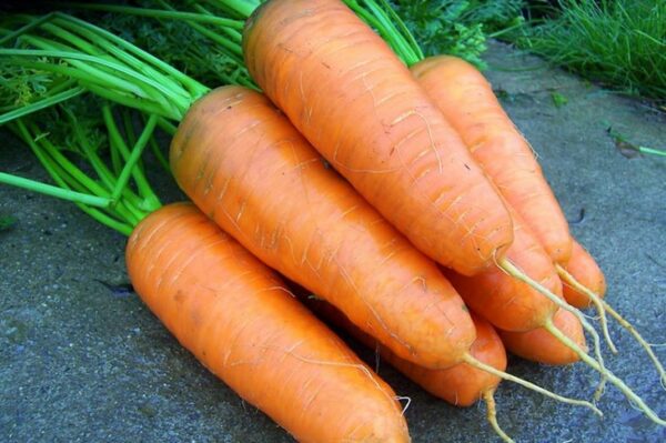 морковь-шантане-оптом-от-производителя