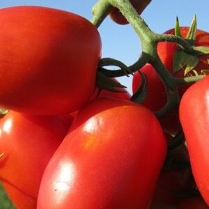 томаты-хайнц-оптом-от-производителя