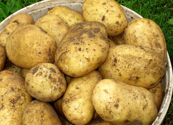 картофель-гала