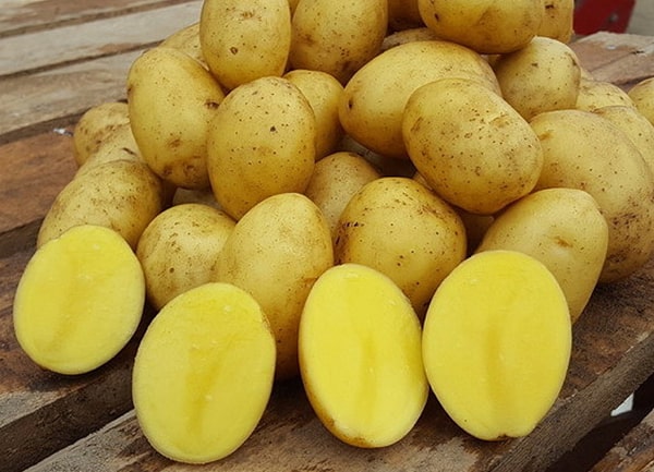 картофель-королева-анна