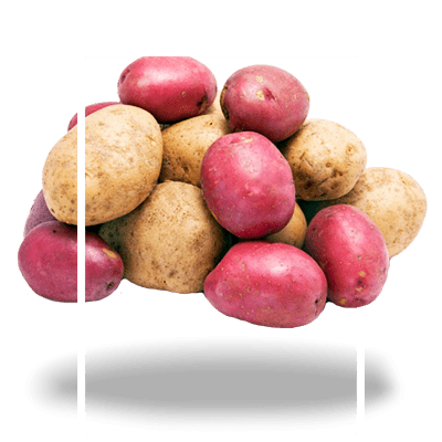 картофель-универсальный