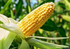 семена-кукурузы-оптом