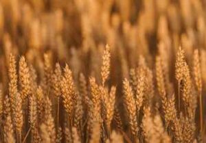 семена-пшеницы-оптом