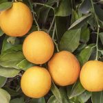 апельсин-салустиана-оптом-доставка-по-россии-min
